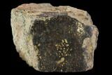 Polished Dinosaur Bone (Gembone) Section - Colorado #96407-1